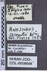 Etiketten zu Anostirus cerrutii (NHMW-ZOO-COL-0008648)